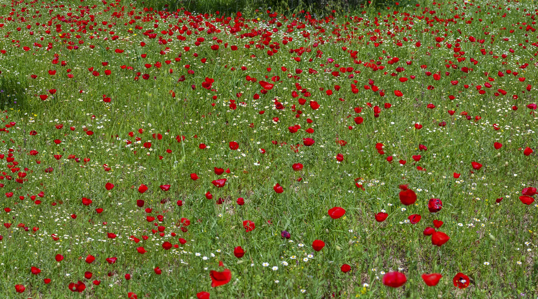 A meadow of red anemones and white chamomile flowering across open ground
