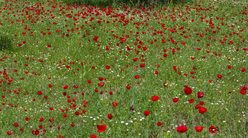 A hillside covered in red anemones in flower — Anemone coronaria, الحنون