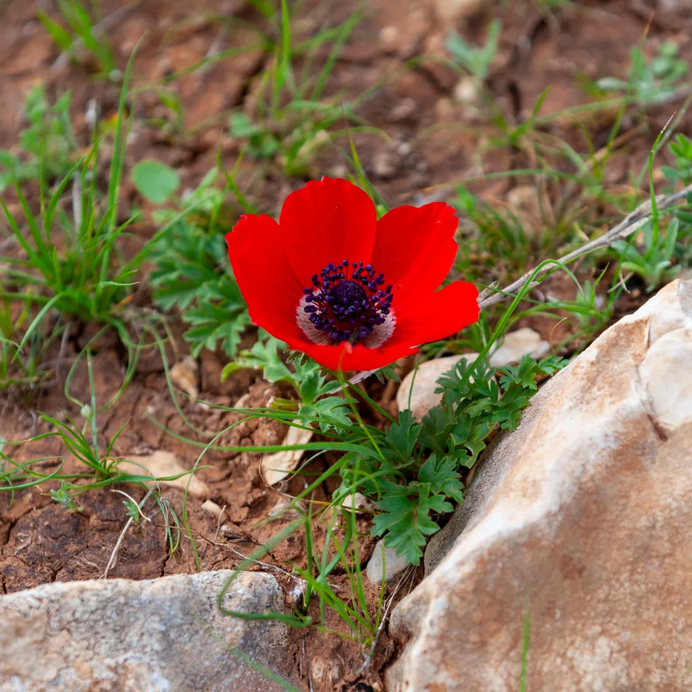 A single scarlet Anemone coronaria growing from limestone, الحنون
