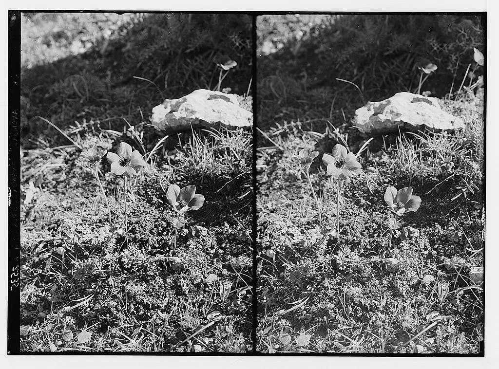 A glass-plate stereograph from about 1900 showing anemones flowering beside a limestone rock on open hillside