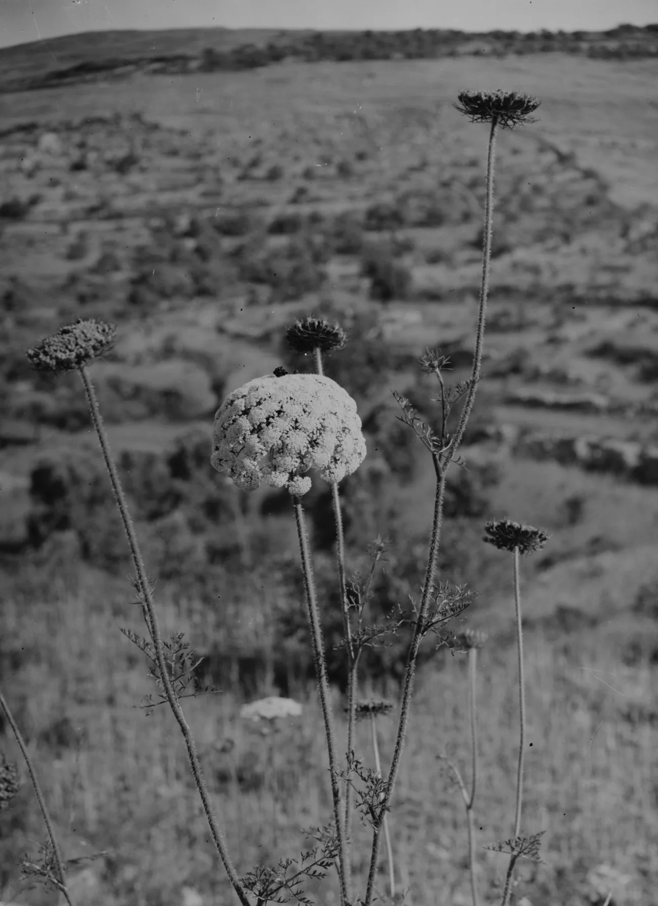 Glass-plate photograph from about 1900 of a wild carrot in flower on a Palestinian hillside, with terraced slopes behind and several seed heads already closed