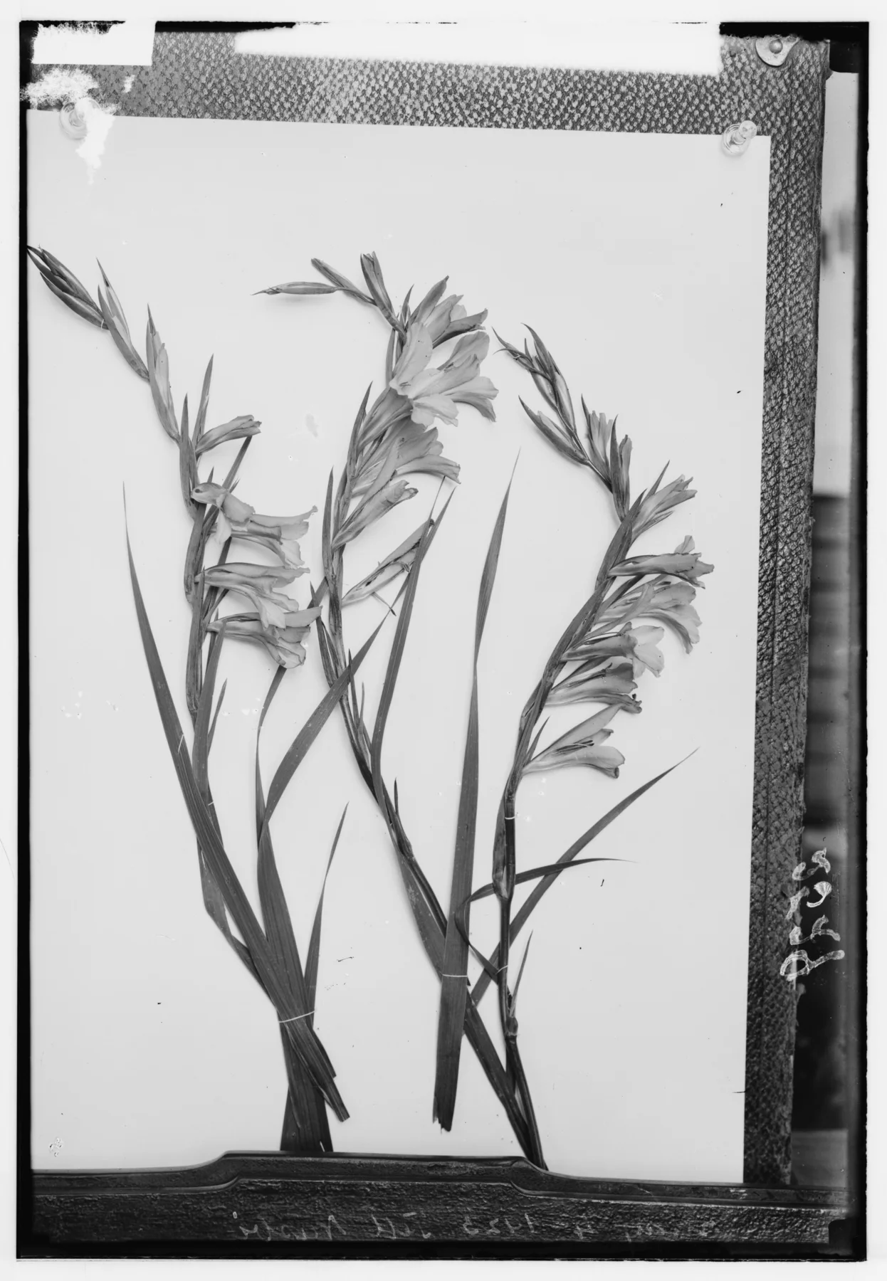Glass-plate photograph of three cut gladiolus stems laid on a pale card, their bases tied with string, propped against a board on a workbench — Gladiolus italicus, سيف الغراب
