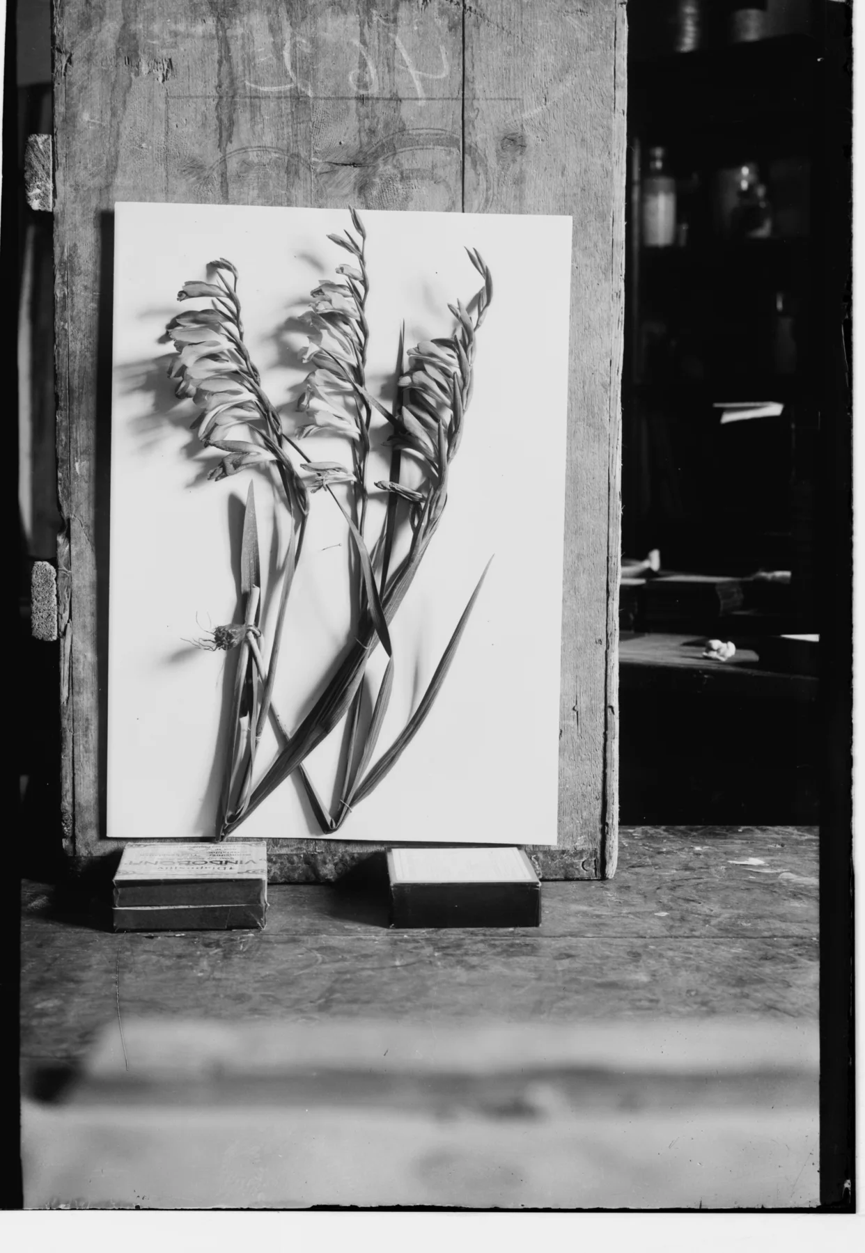 Glass-plate photograph showing cut gladiolus stems on a white card, the card propped in a wooden frame standing on two small boxes on a workbench, with dark shelves of bottles behind — Gladiolus italicus, سيف الغراب