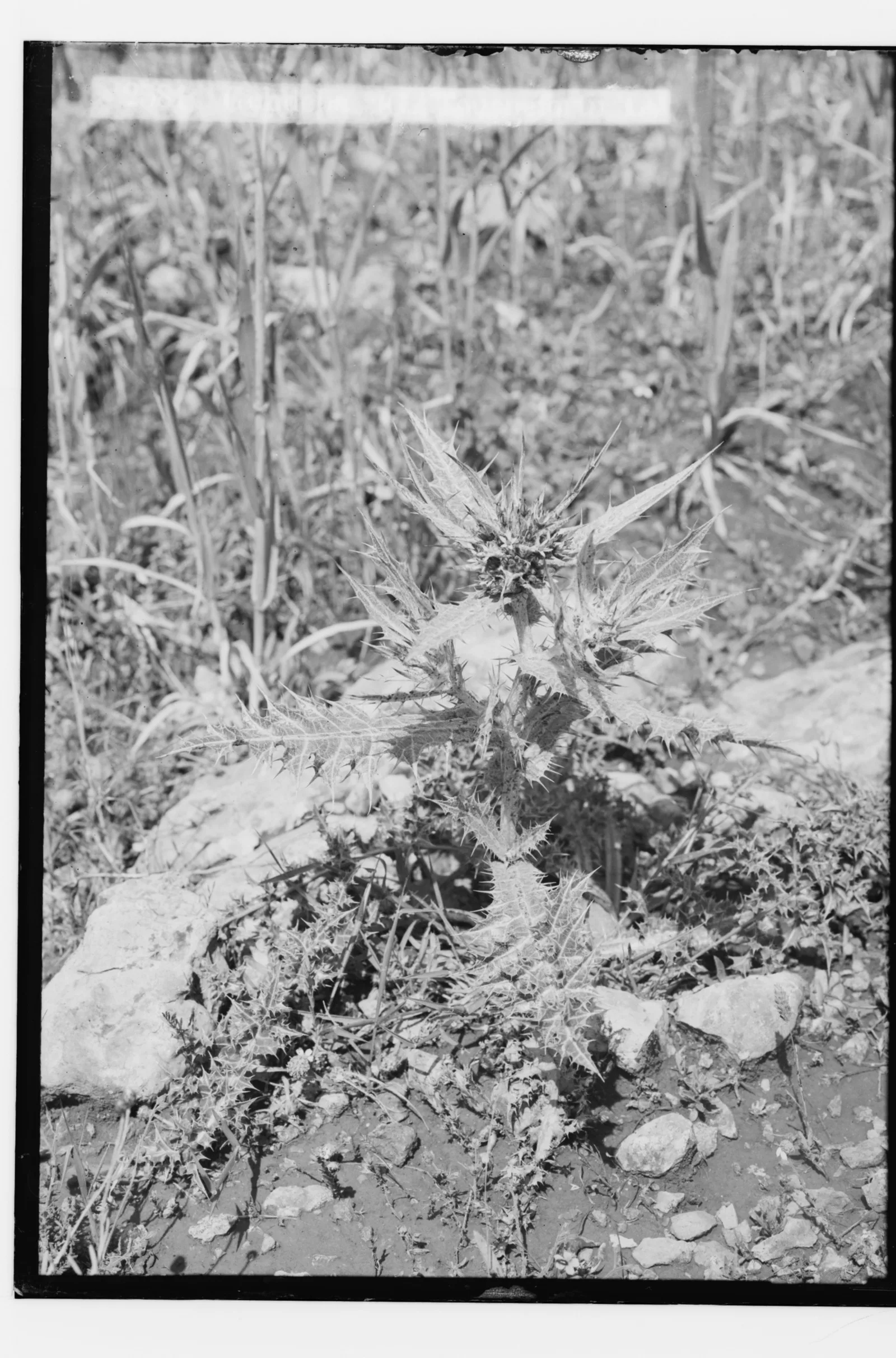 Glass-plate photograph from about 1900 of a spiny Gundelia thistle growing low among stones and dry grass — Gundelia tournefortii, عكّوب