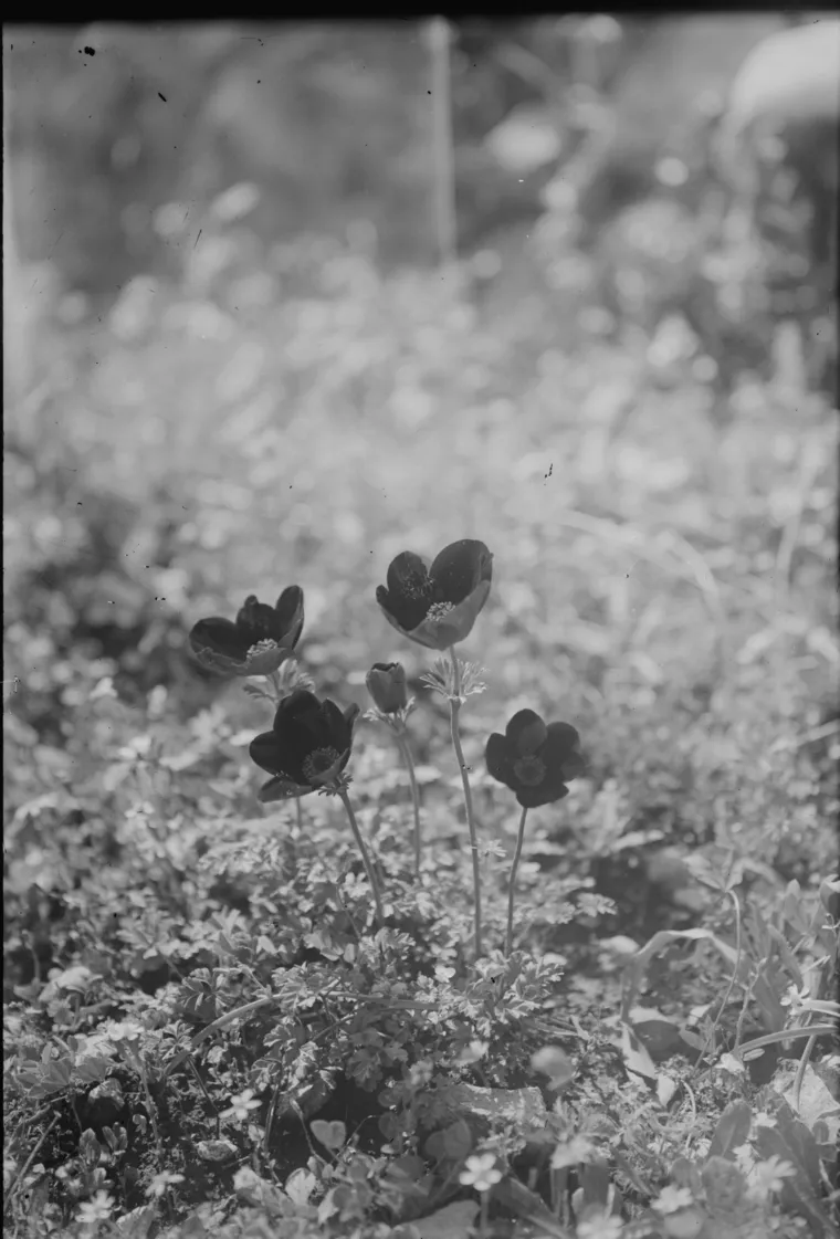 Glass-plate photograph from about 1900 of anemones flowering in a spring meadow, captioned “Lily of the field” — Anemone coronaria, الحنون