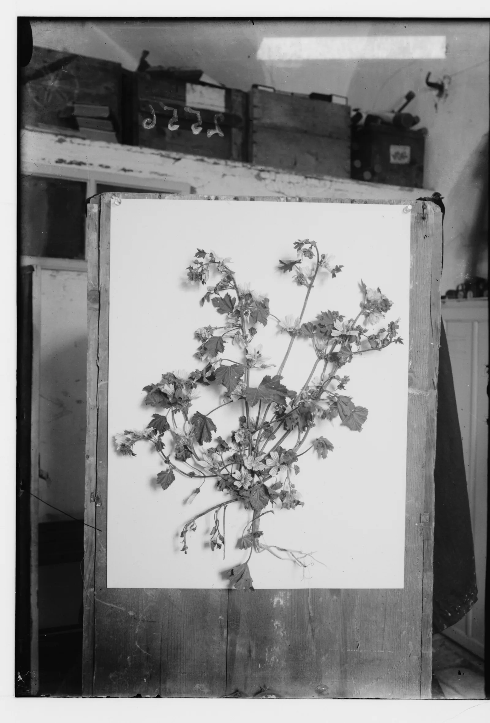 Glass-plate photograph of a mallow specimen on a studio board — Malva sylvestris, خبيزة