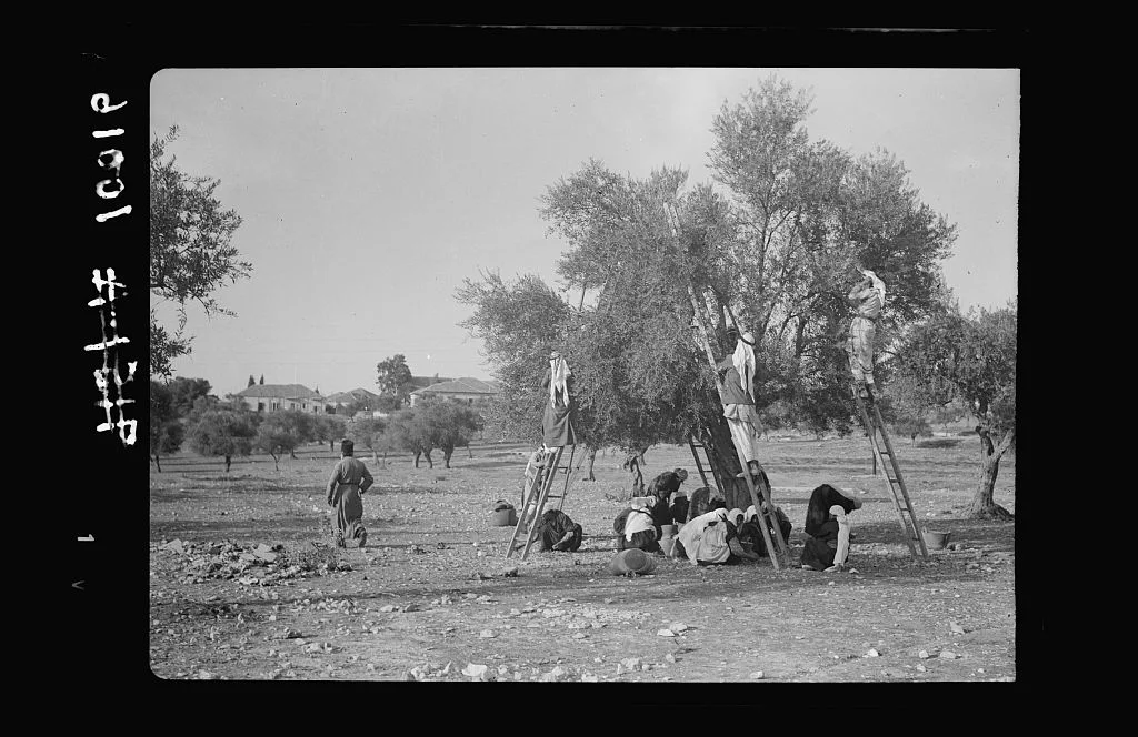 A black and white photograph from 1938 of Palestinians harvesting olives