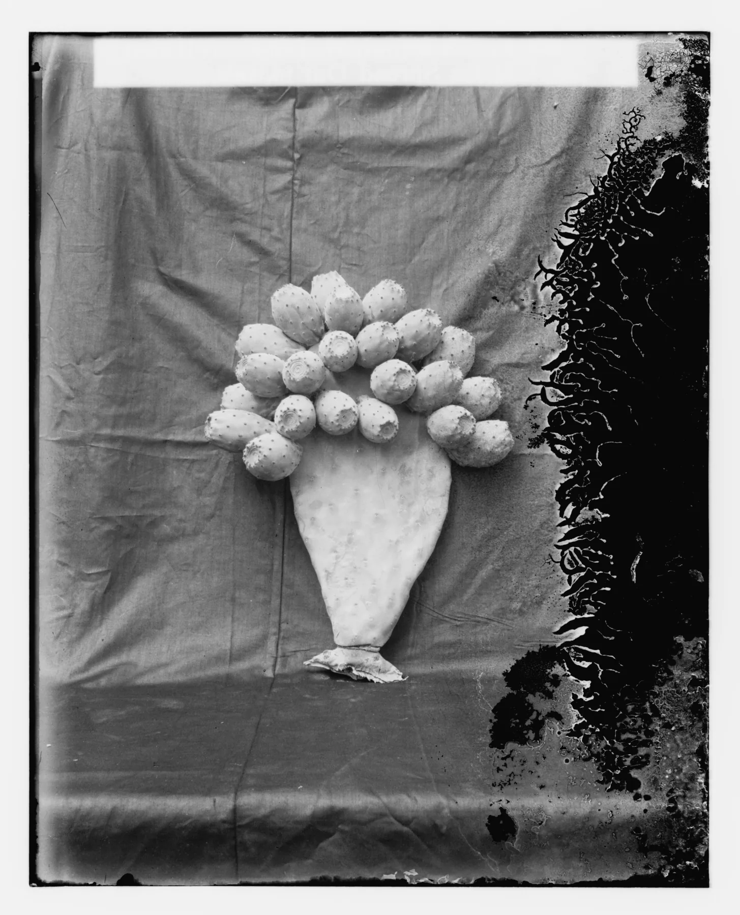 Glass-plate photograph of a single prickly pear pad laden with fruit, propped against a draped cloth backdrop