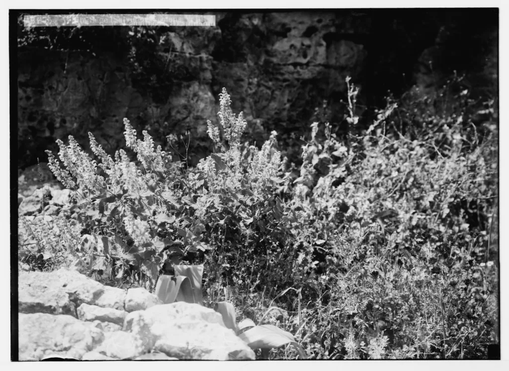 Glass-plate photograph of a flowering sage plant against a rock face, with a caption written along the top of the negative reading White Sage, Salvia graveolens Vahl