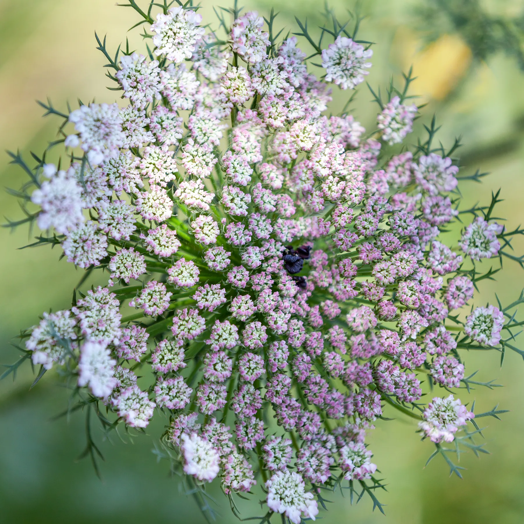 A wild carrot umbel seen from above, its many small flower clusters tinged pink, with finely divided bracts beneath