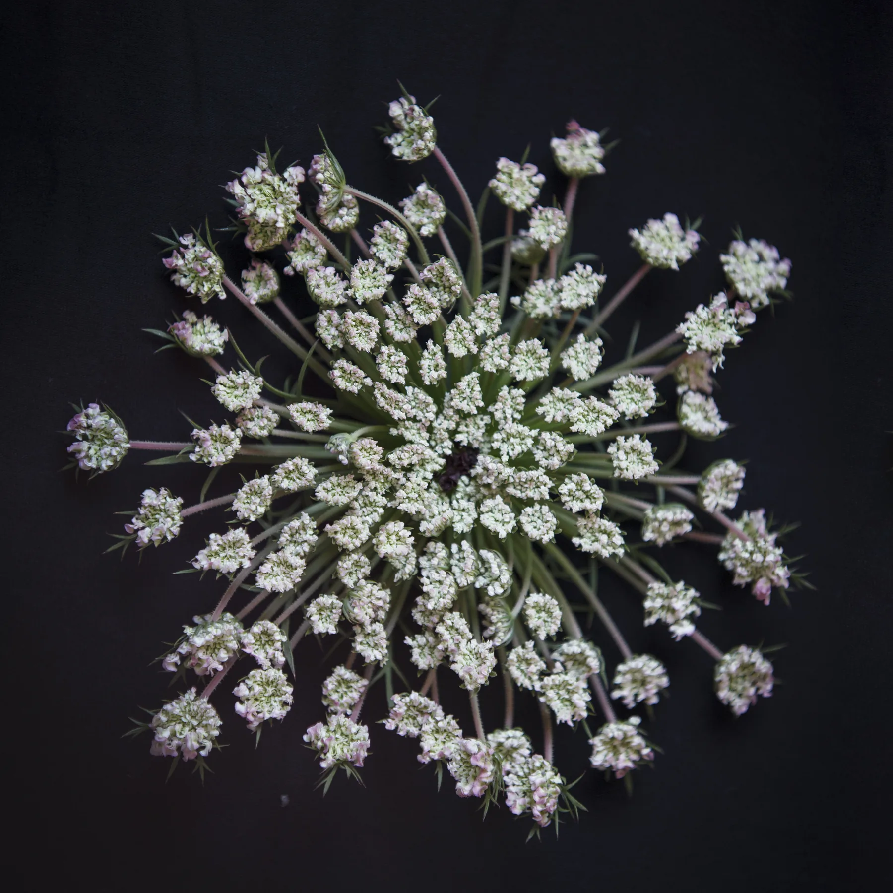 A wild carrot umbel photographed as a specimen against a black ground, its spokes and clusters spread flat