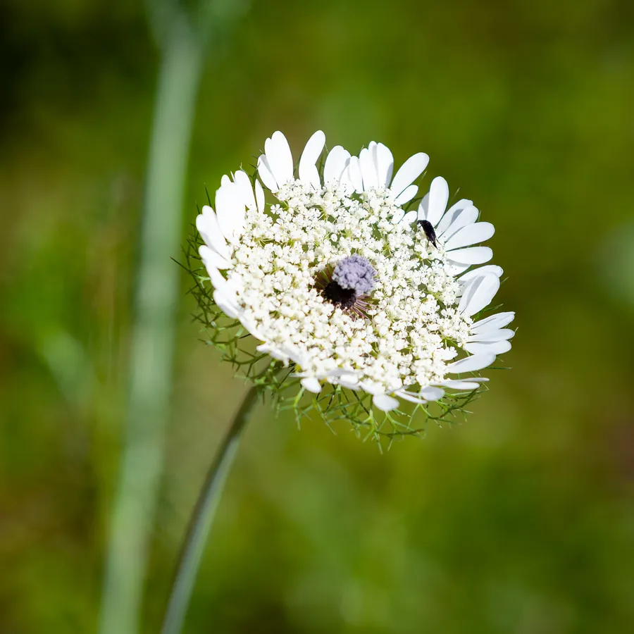 A wild carrot umbel with a single dark floret at its centre — Daucus carota, الجزر البرّي
