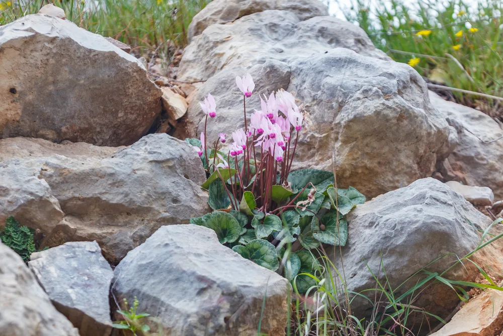 Wild cyclamen growing from a limestone crevice