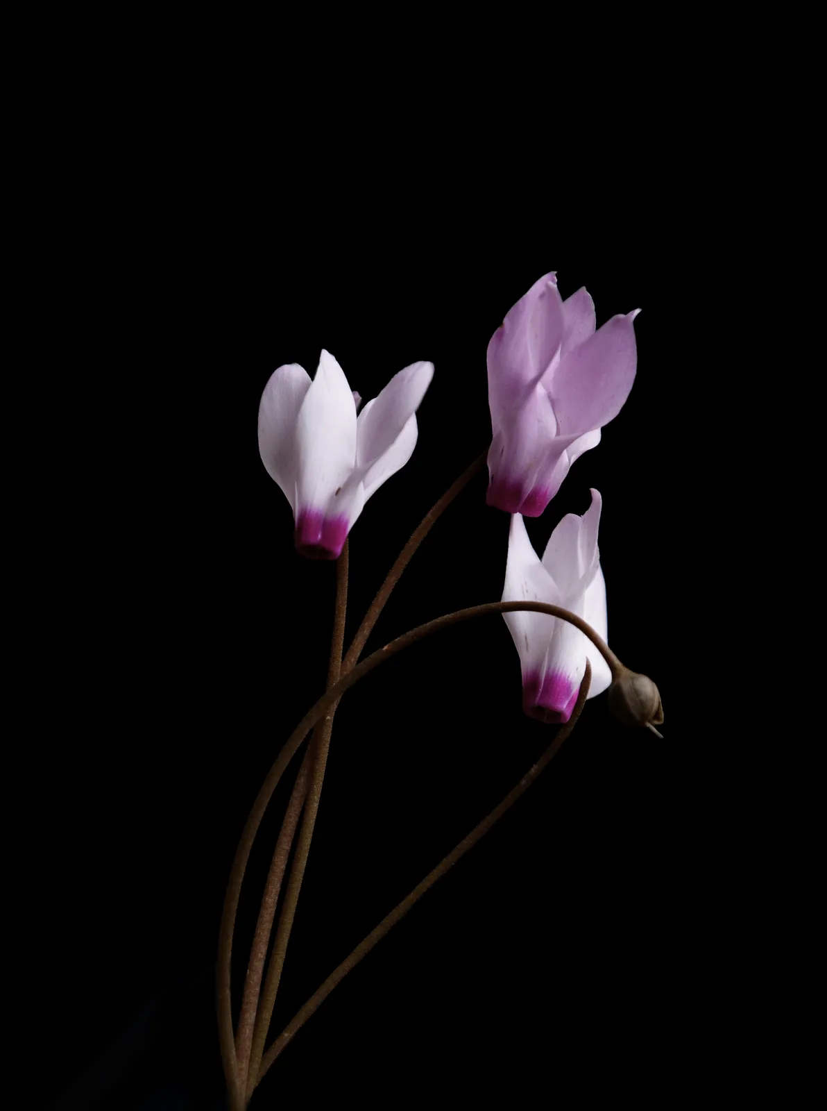 Three cyclamen flowers with swept-back white and magenta petals on curved stems, photographed against black