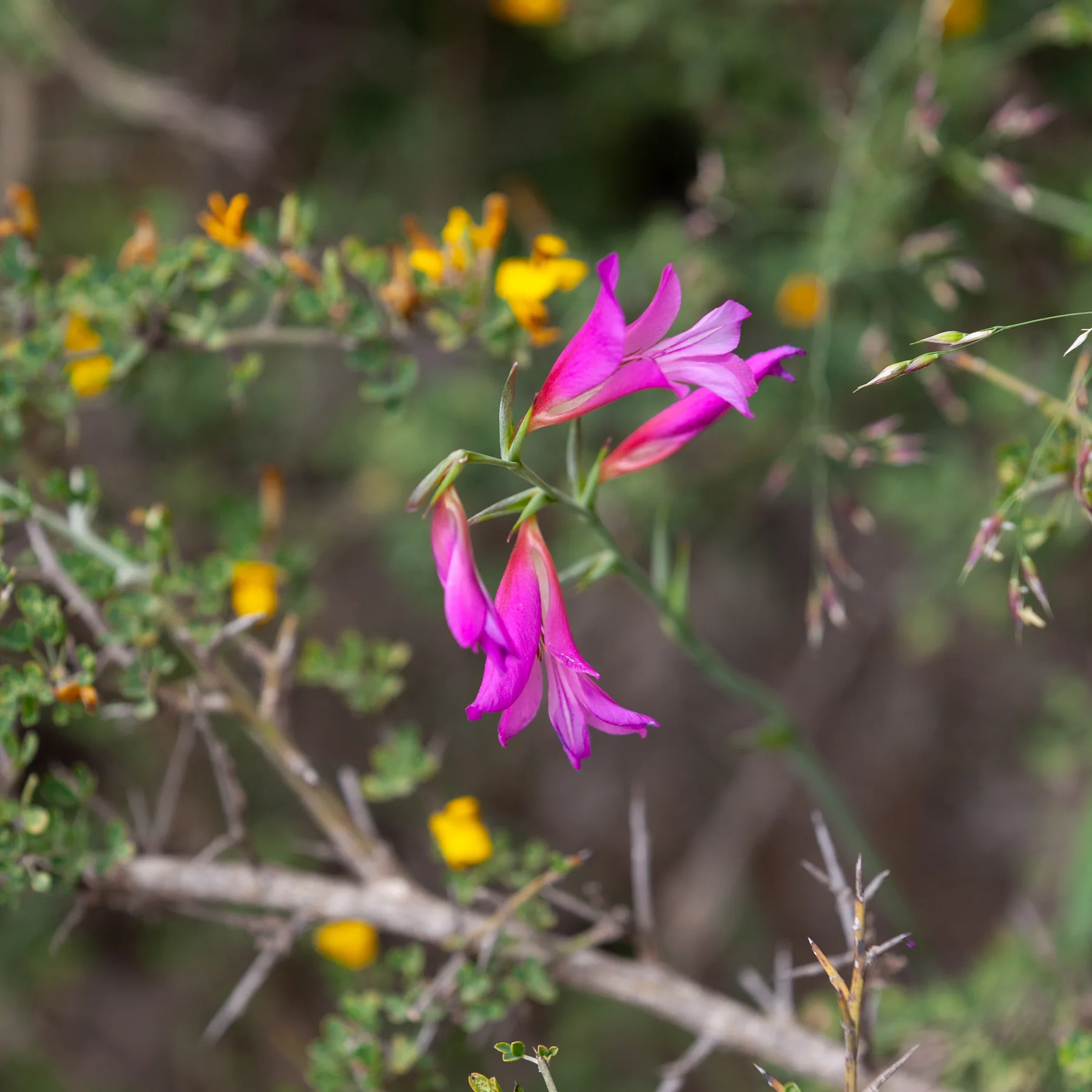 Magenta wild gladiolus flowers among the grey branches and small yellow flowers of a thorny shrub — Gladiolus italicus, سيف الغراب