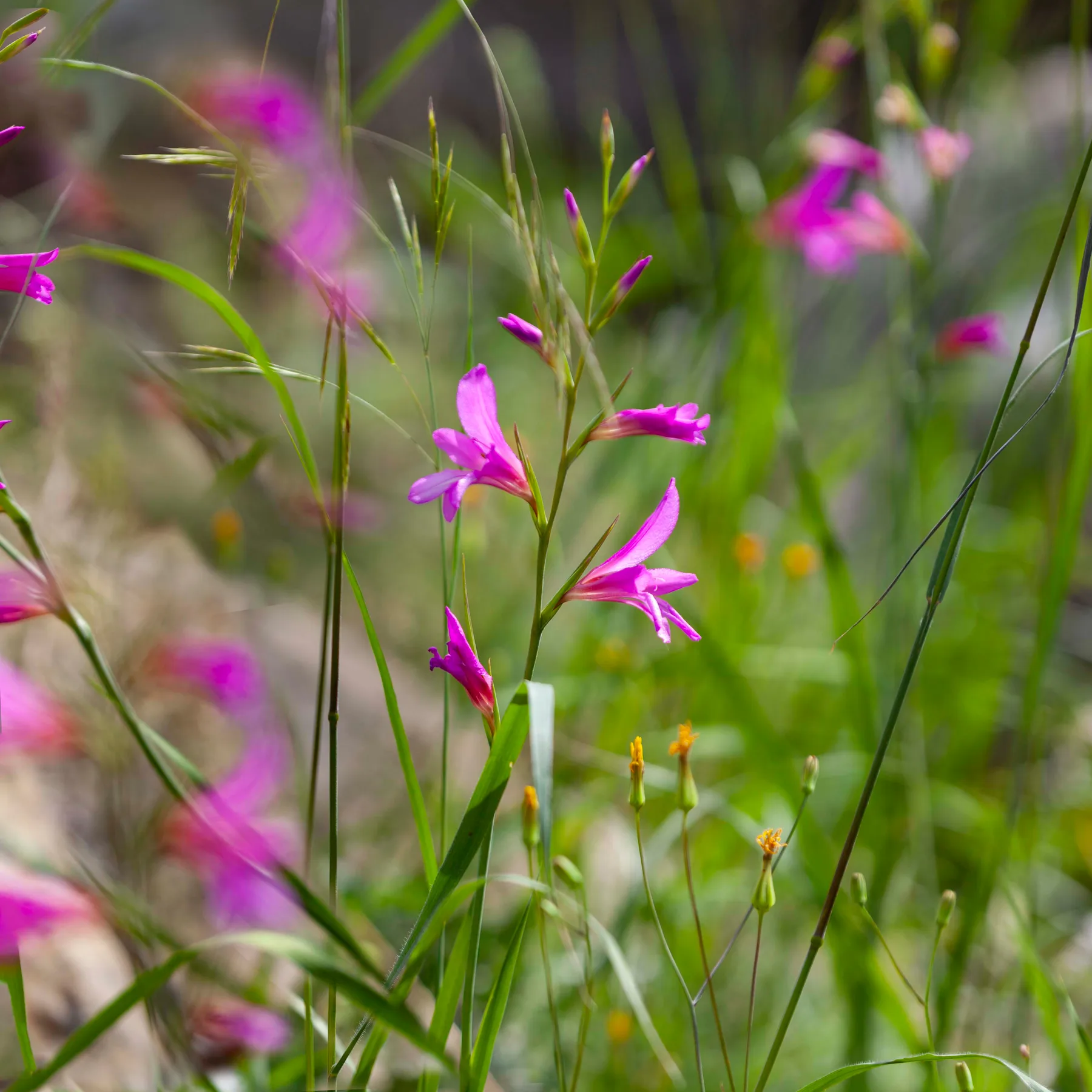 Wild gladiolus in flower: magenta blooms in a one-sided spike, standing among grasses and cereal stems — Gladiolus italicus, سيف الغراب
