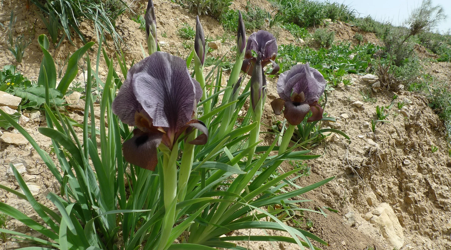 Several Iris haynei plants in flower and bud on a bare eroded hillside, their grey-green strap leaves fanning out over pale stony soil, سوسن فقوعة