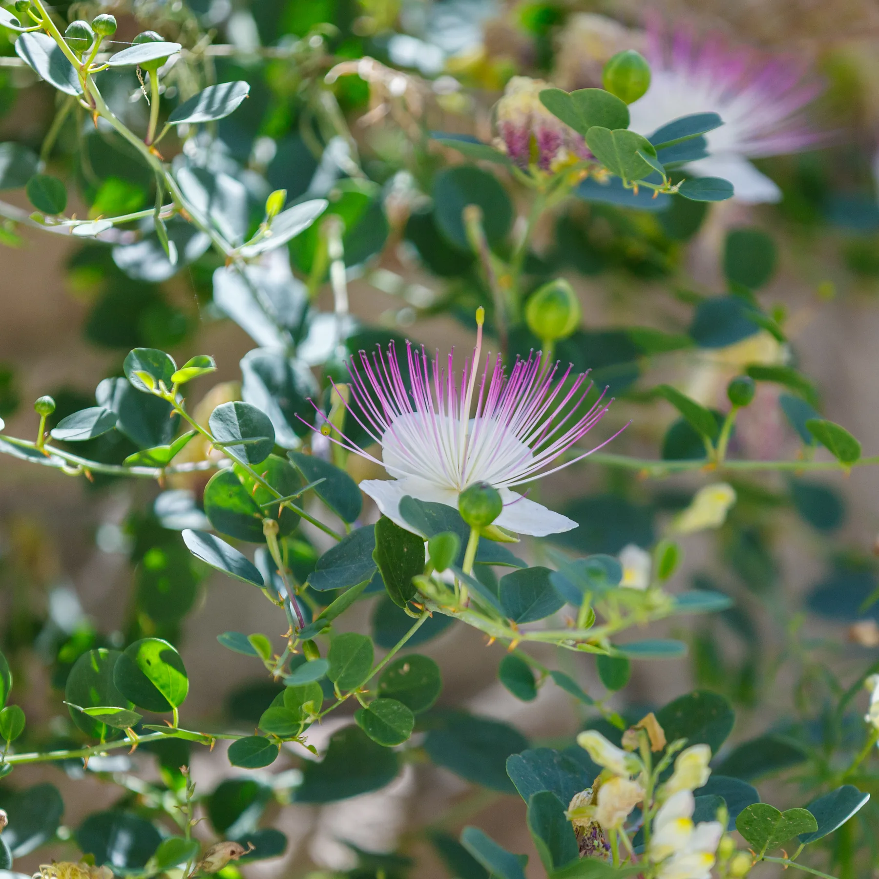 A caper bush with round grey-green leaves, buds and open flowers, sprawling over stony ground