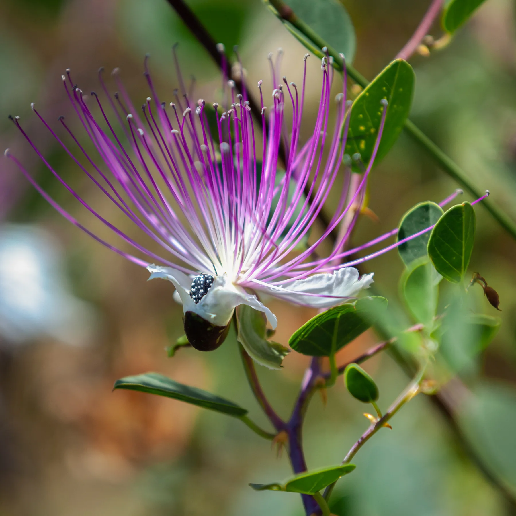 A caper flower: four white petals below a wide brush of long pink-purple stamens, with a beetle at its centre