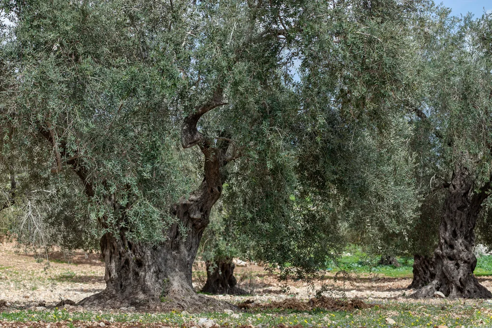 Ancient olive trees with hollowed trunks in a grove — Olea europaea, الزيتون