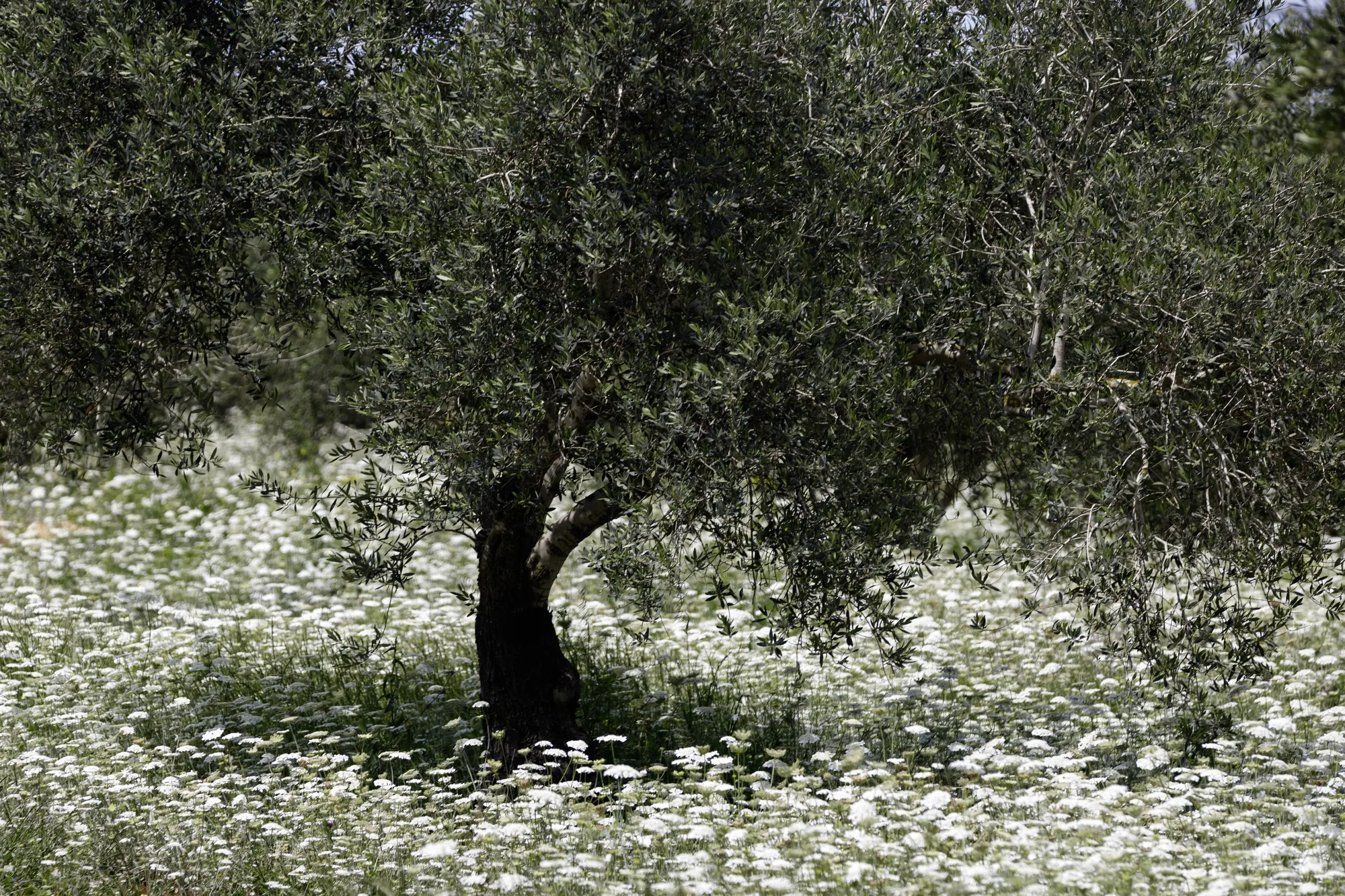 An ancient olive tree standing in a meadow of white chamomile in flower