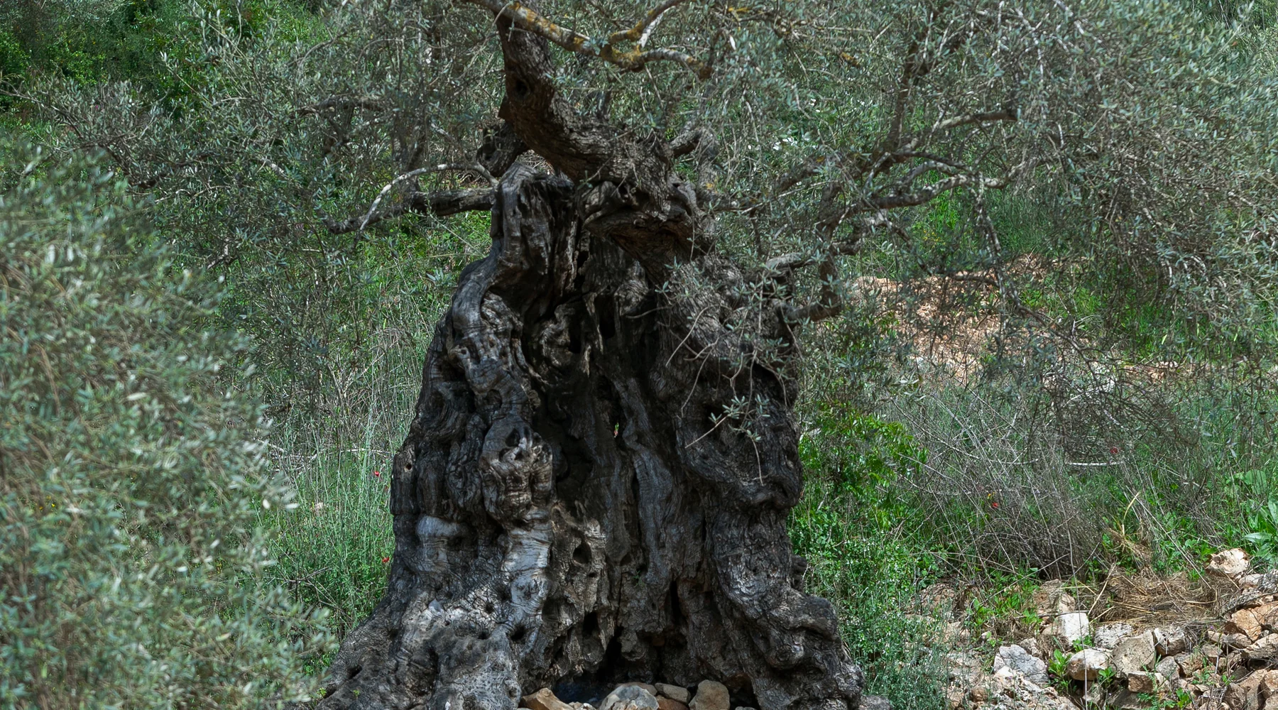 A very old olive tree with a massive gnarled multi-stemmed trunk growing on a built stone terrace, with green hillside behind — Olea europaea, الزيتون