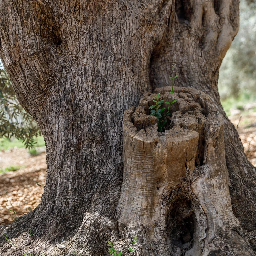 The hollowed, twisted trunk of an ancient olive tree — Olea europaea, الزيتون