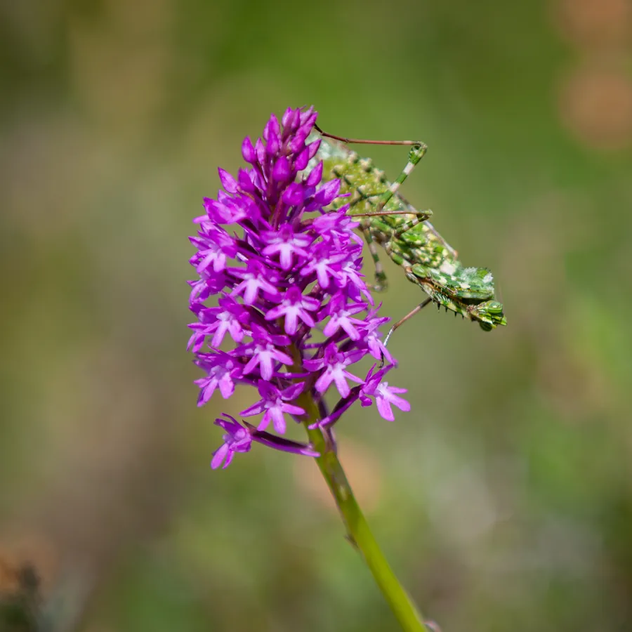 A pyramidal orchid in dense magenta flower — Anacamptis pyramidalis, السحلب