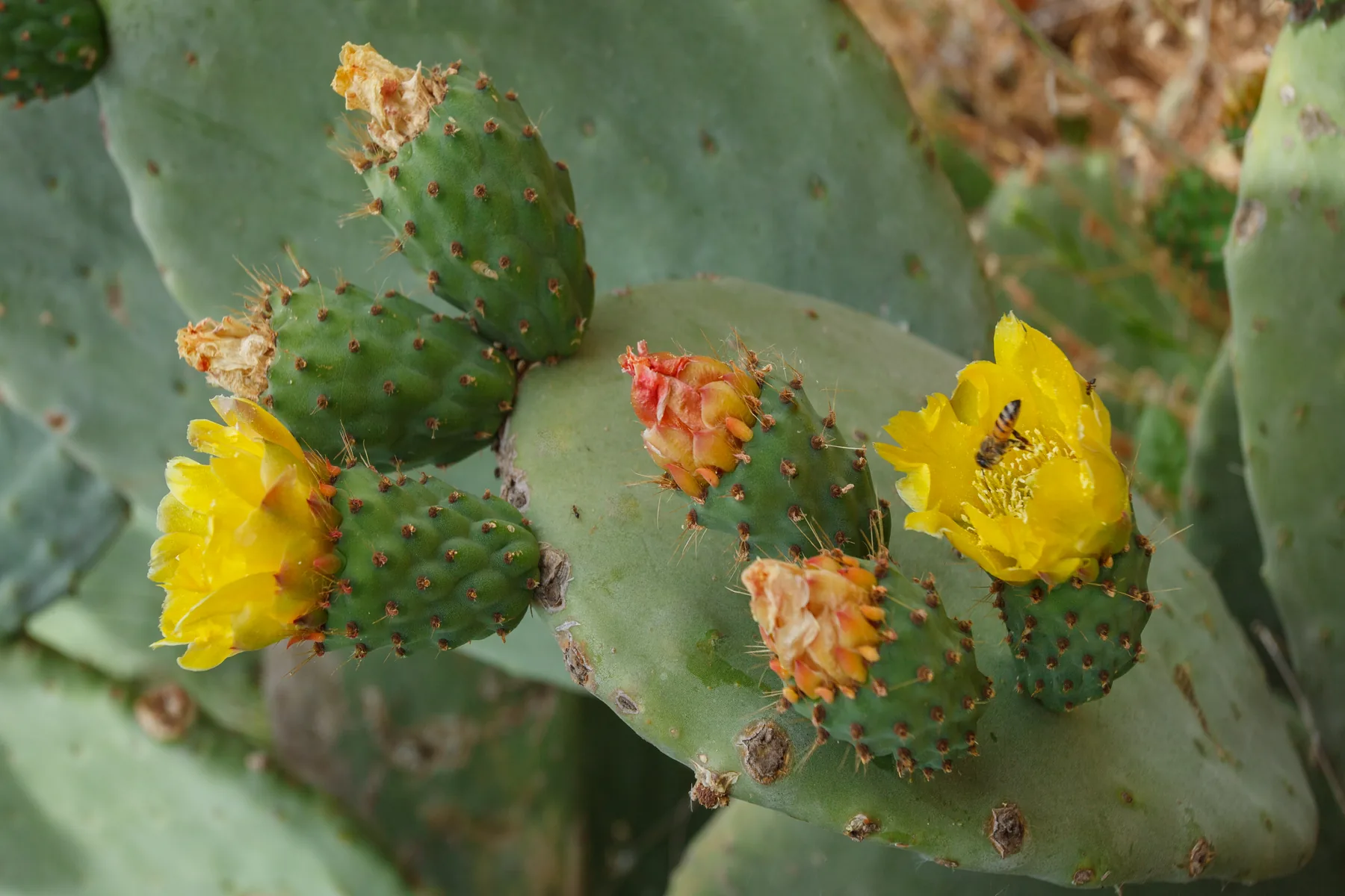 Prickly pear pads growing densely in full sun, bearing yellow flowers and ripening fruit