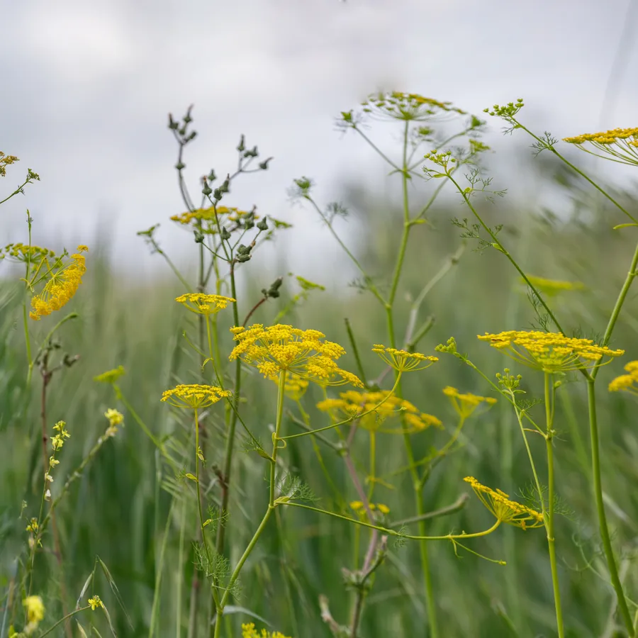 Wild fennel in yellow flower in a field — Foeniculum vulgare, الشومر