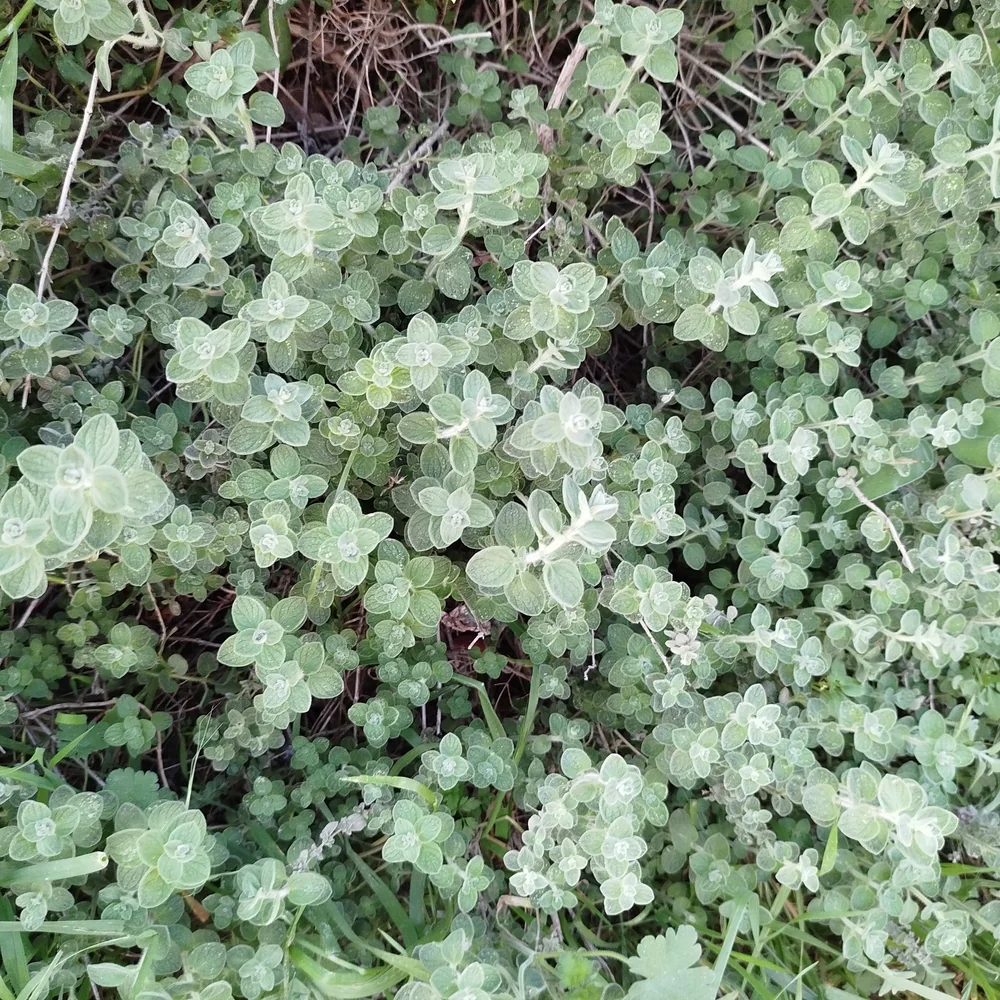 Wild za'atar, grey-green leaves spreading over stony ground — Origanum syriacum, زعتر